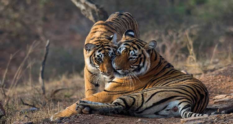 Book Golden Triangle Tour with Ranthambore 6 Nights 7 Days