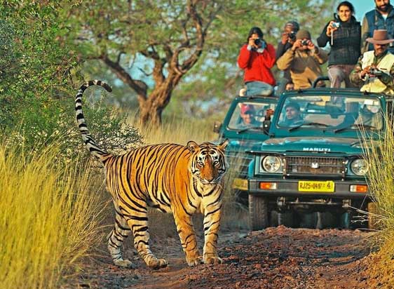 Ranthambore National Park Safari