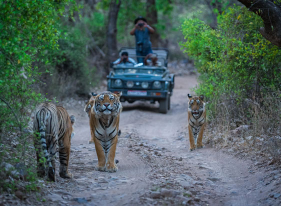 Ranthambore Private Tour Package